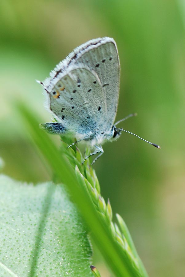 Lycaenidae da Id.